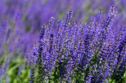 Purple Flowers