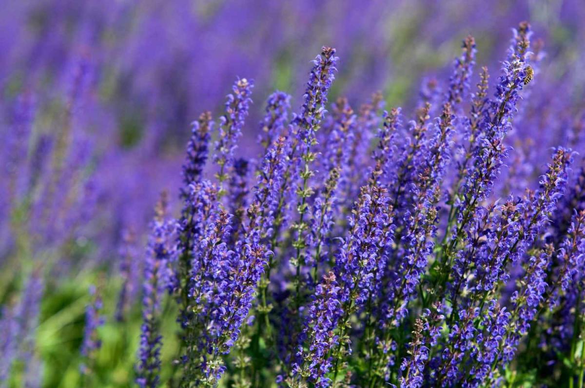 Purple Flowers